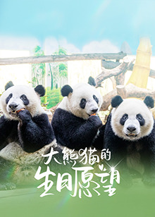 《大熊猫的生日愿望》完整版在线观看