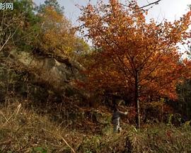《杜鹃花飞》完整版在线观看