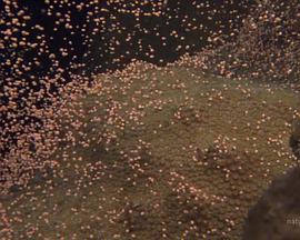 《国家地理:大白鲨的长途冒险旅程》完整版在线观看